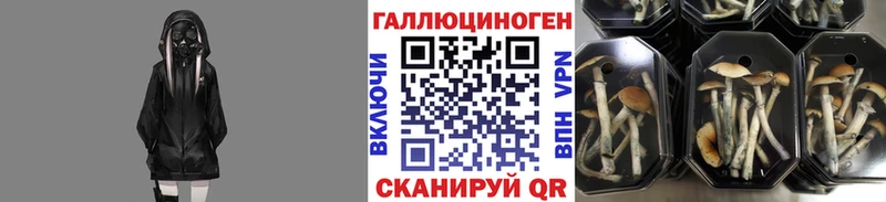 где найти   Белозерск  Псилоцибиновые грибы MAGIC MUSHROOMS 